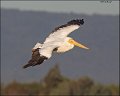 _5SB5098 american white pelican